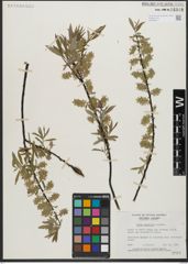 Foto von Salix gracilis Andersson